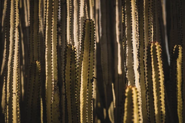 Euphorbia Canariensis Природному Середовищі Існування — стокове фото