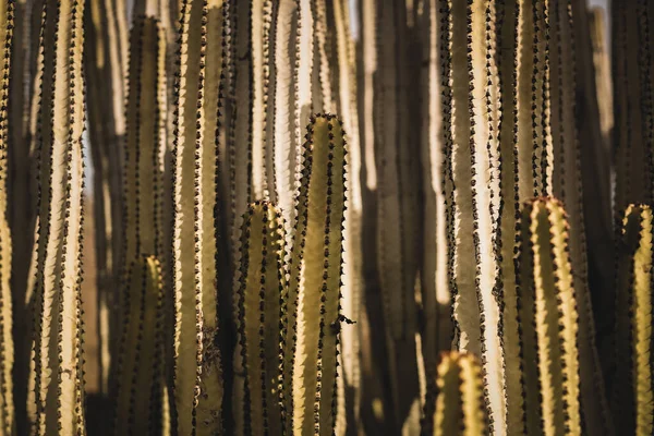 Euphorbia Canariensis Естественной Среде Обитания — стоковое фото