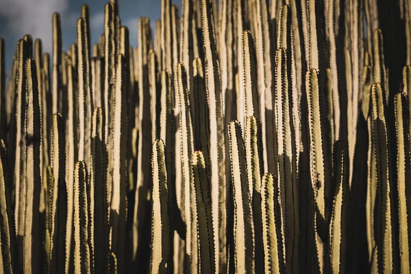 Euphorbia Canariensis Its Natural Habitat — Stock Photo, Image