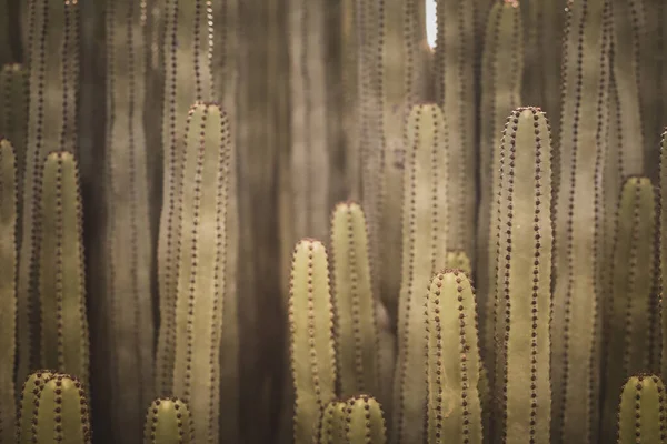 Euphorbia Canariensis Seu Habitat Natural — Fotografia de Stock