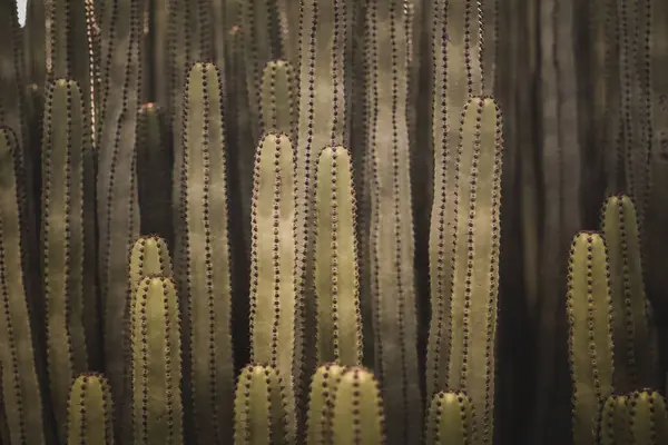 Euphorbia Canariensis Dans Son Habitat Naturel — Photo