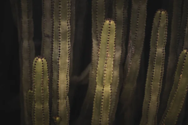 Euphorbia Canariensis Στο Φυσικό Της Περιβάλλον — Φωτογραφία Αρχείου