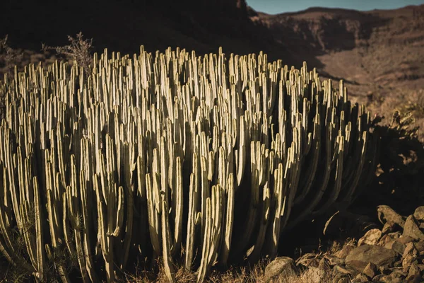 Euphorbia Canariensis Its Natural Habitat — Stock Photo, Image