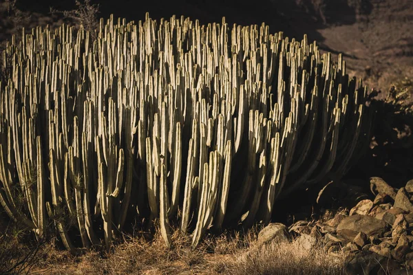 Euphorbia Canariensis Естественной Среде Обитания — стоковое фото