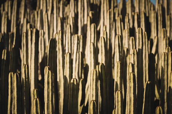 Euphorbia Canariensis Στο Φυσικό Της Περιβάλλον — Φωτογραφία Αρχείου