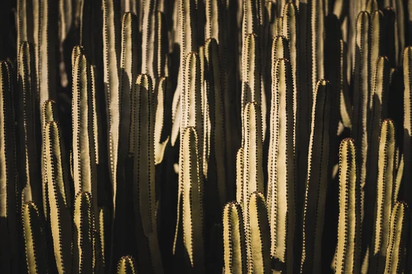 Euphorbia Canariensis Swoim Naturalnym Środowisku — Zdjęcie stockowe