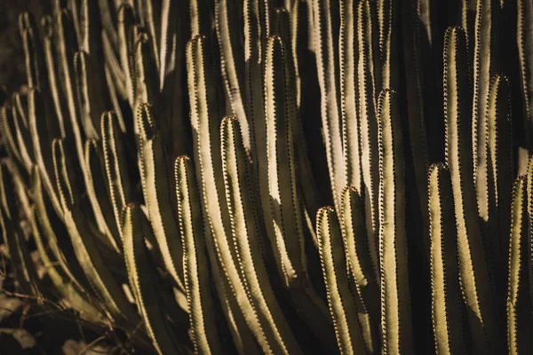 Euphorbia Canariensis Swoim Naturalnym Środowisku — Zdjęcie stockowe