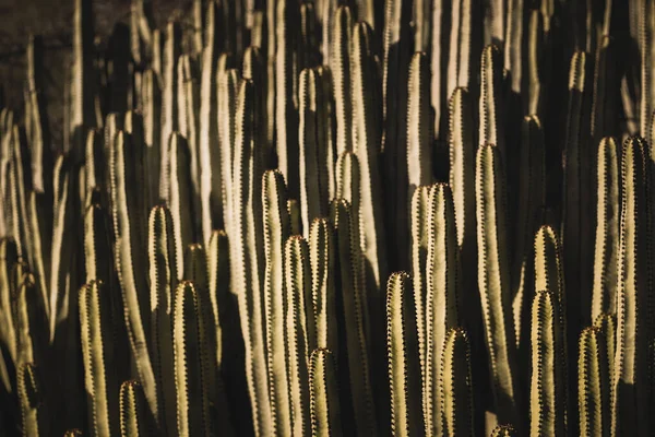 Euphorbia Canariensis Στο Φυσικό Της Περιβάλλον — Φωτογραφία Αρχείου