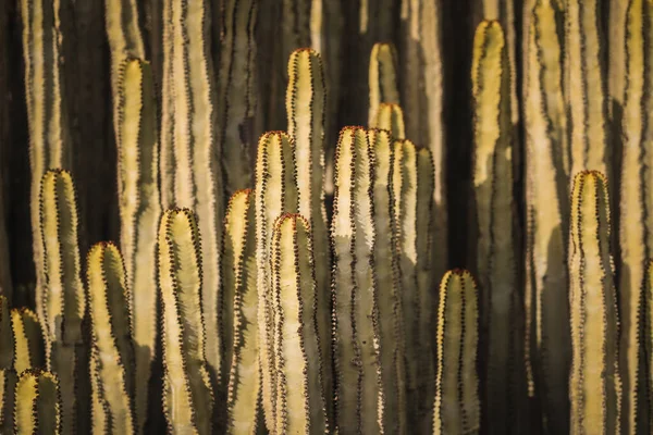 Euphorbia Canariensis Swoim Naturalnym Środowisku — Zdjęcie stockowe