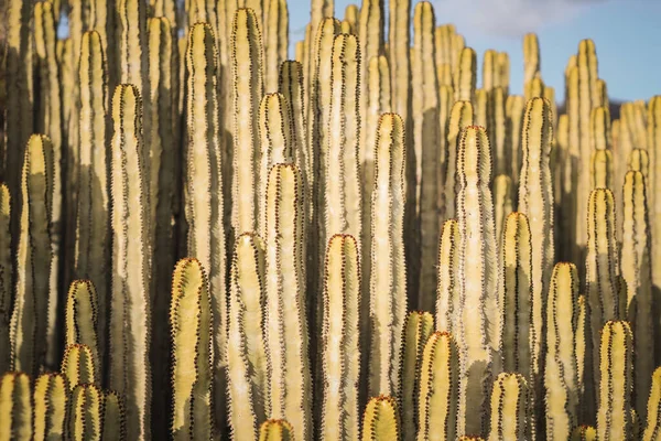 Euphorbia Canariensis Seu Habitat Natural — Fotografia de Stock