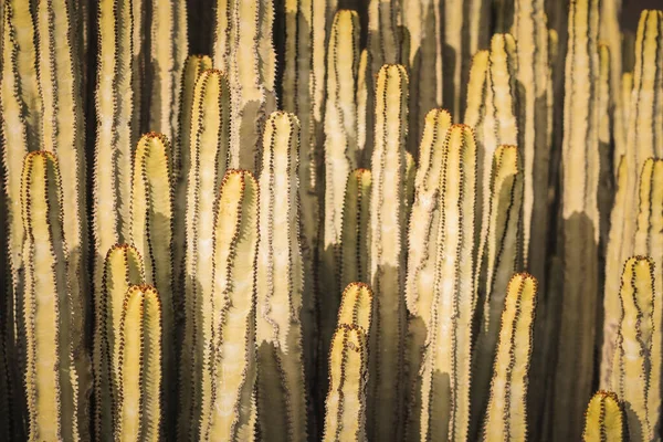 Euphorbia Canariensis Στο Φυσικό Της Περιβάλλον — Φωτογραφία Αρχείου