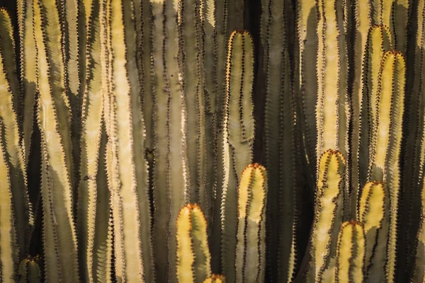 Euphorbia Canariensis Στο Φυσικό Της Περιβάλλον — Φωτογραφία Αρχείου