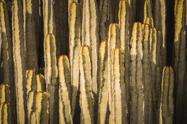 Euphorbia Canariensis Természetes Élőhelyén — Stock Fotó