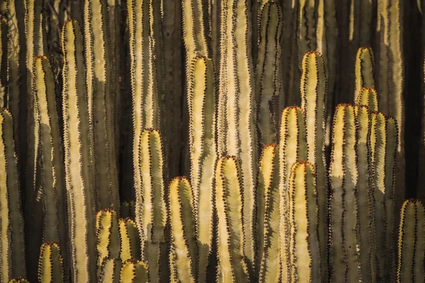 Euphorbia Canariensis Zijn Natuurlijke Habitat — Stockfoto