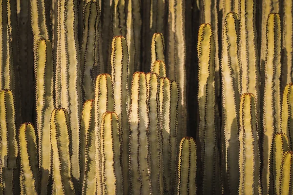 Euphorbia Canariensis Ihrem Natürlichen Lebensraum — Stockfoto