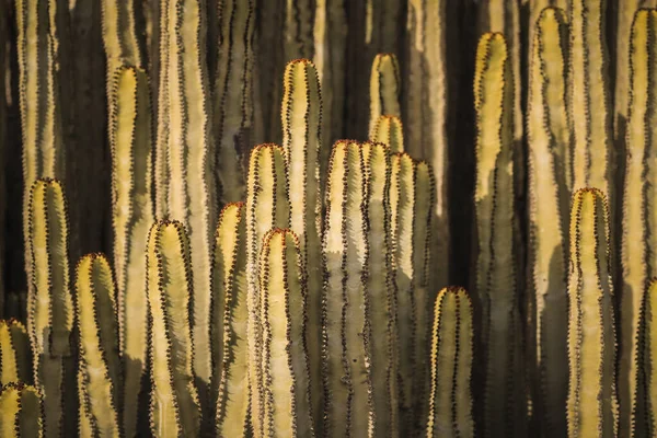 Euphorbia Canariensis Στο Φυσικό Της Περιβάλλον — Φωτογραφία Αρχείου