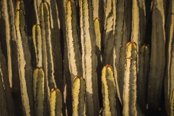 Euphorbia Canariensis Sin Naturliga Livsmiljö — Stockfoto
