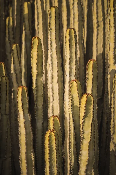 Euphorbia Canariensis Ihrem Natürlichen Lebensraum — Stockfoto