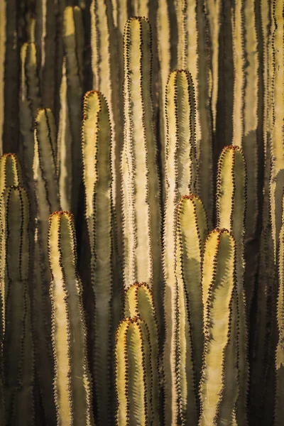 Euphorbia Canariensis Ihrem Natürlichen Lebensraum — Stockfoto