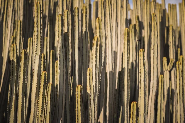 Doğal ortamında öforbi kanaryası.