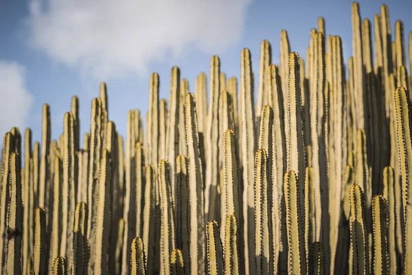 Euphorbia Canariensis Its Natural Habitat — Stock Photo, Image