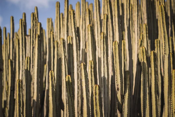 Euphorbia Canariensis Hábitat Natural — Foto de Stock