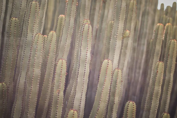 Euphorbia Canariensis Dans Son Habitat Naturel — Photo