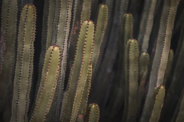 Euphorbia Canariensis Στο Φυσικό Της Περιβάλλον — Φωτογραφία Αρχείου