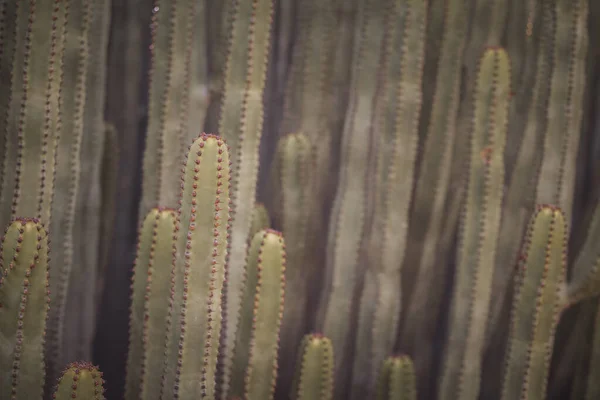 Euphorbia Canariensis Zijn Natuurlijke Habitat — Stockfoto