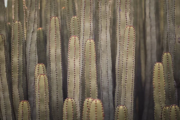 Euphorbia Canariensis Természetes Élőhelyén — Stock Fotó