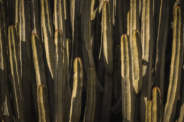 Euphorbia Canariensis Zijn Natuurlijke Habitat — Stockfoto