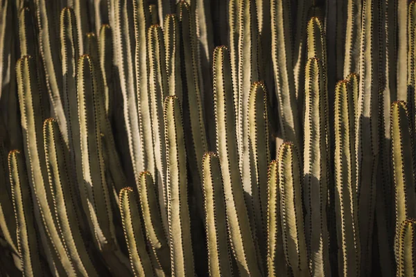 Euphorbia Canariensis Seu Habitat Natural — Fotografia de Stock