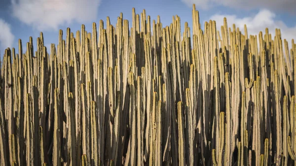 Euphorbia Canariensis Στο Φυσικό Της Περιβάλλον — Φωτογραφία Αρχείου