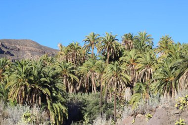 Kanarya Adaları 'ndaki palmiye ağacı ormanı