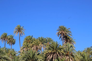Kanarya Adaları 'ndaki palmiye ağacı ormanı