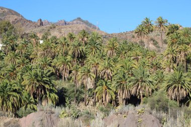 Kanarya Adaları 'ndaki palmiye ağacı ormanı
