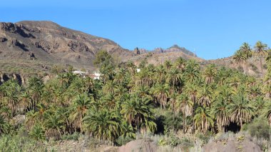 Kanarya Adaları 'ndaki palmiye ağacı ormanı