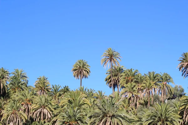 Palmenwald Auf Den Kanarischen Inseln — Stockfoto