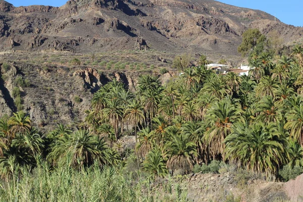 Kanarya Adaları 'ndaki palmiye ağacı ormanı
