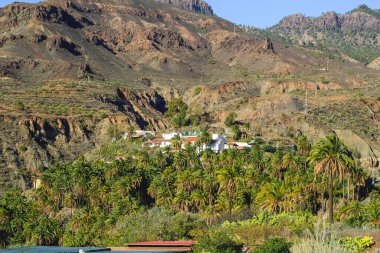 Kanarya Adaları 'ndaki palmiye ağacı ormanı