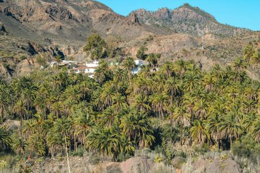 Kanarya Adaları 'ndaki palmiye ağacı ormanı