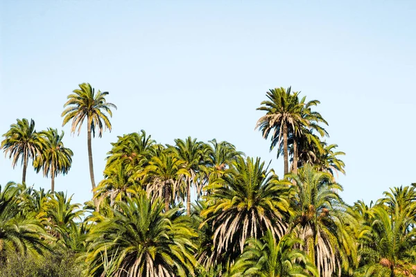 Kanarya Adaları Ndaki Palmiye Ağacı Ormanı — Stok fotoğraf