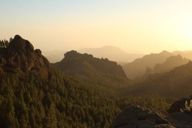 Gran Canaria 'nın dağlık bölgelerinde çam ağacı ormanı