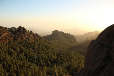 Gran Canaria 'nın dağlık bölgelerinde çam ağacı ormanı