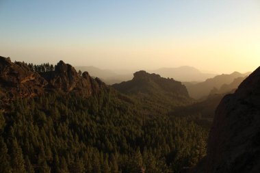 Gran Canaria 'nın dağlık bölgelerinde çam ağacı ormanı