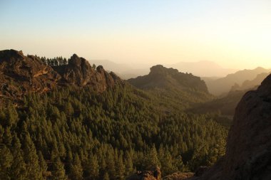 Gran Canaria 'nın dağlık bölgelerinde çam ağacı ormanı