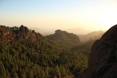 Gran Canaria 'nın dağlık bölgelerinde çam ağacı ormanı