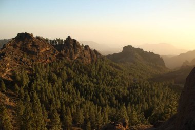 Gran Canaria 'nın dağlık bölgelerinde çam ağacı ormanı
