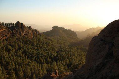Gran Canaria 'nın dağlık bölgelerinde çam ağacı ormanı