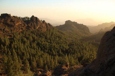 Gran Canaria 'nın dağlık bölgelerinde çam ağacı ormanı